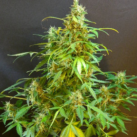 Auto Kalashnikova (Калашникова ТГК 16%)